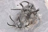 Spiny Ceratarges Trilobite - Zireg, Morocco #199007-2